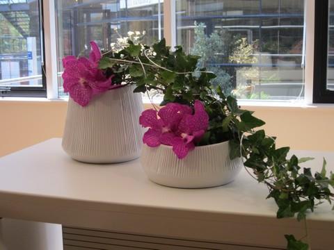 Diseño floral Montpellier